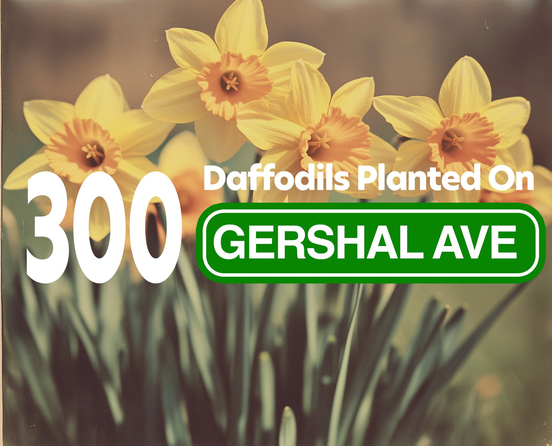 300 Daffodils Planted on Gershal Ave