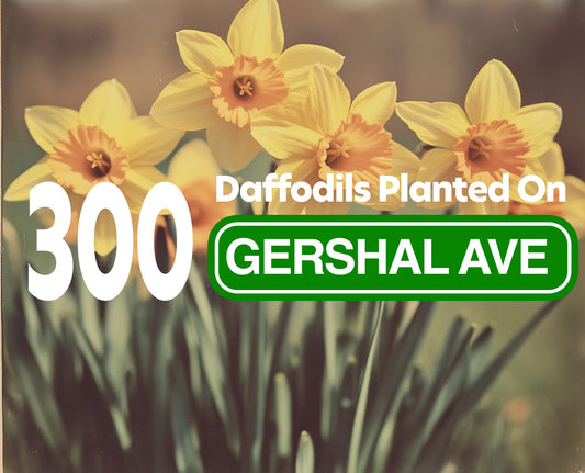 300 Daffodils Planted on Gershal Ave